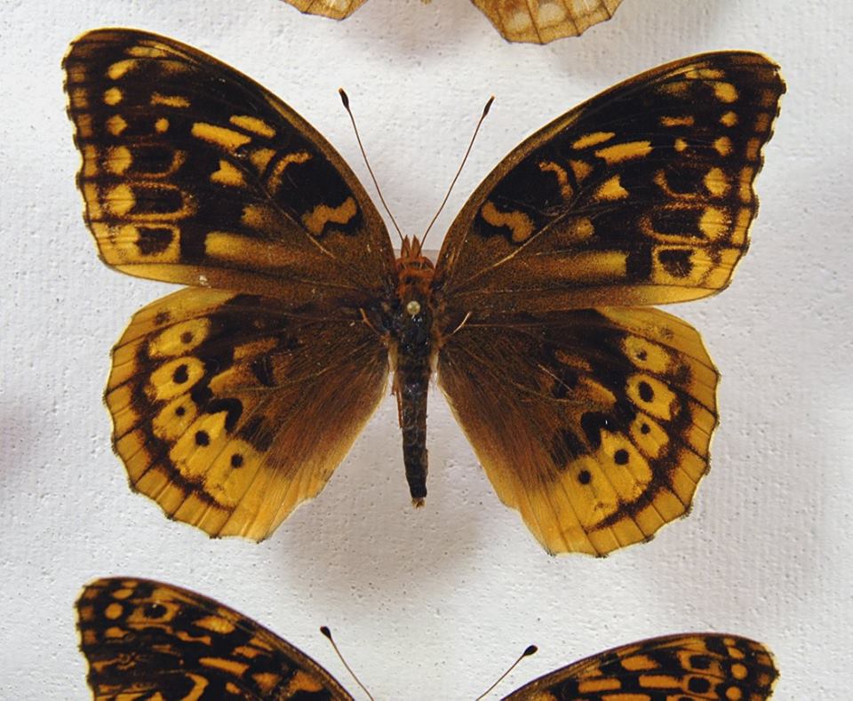 Speyeria cybele (melanic aberration) (Internet Image property of respective owner, non-commercial use only)